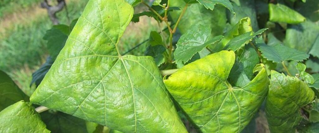 Immagine di foglia di vite affetta da flavesecenza dorata